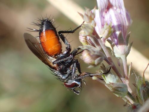 Réf. 329 468 : Eriothrix rufomaculata